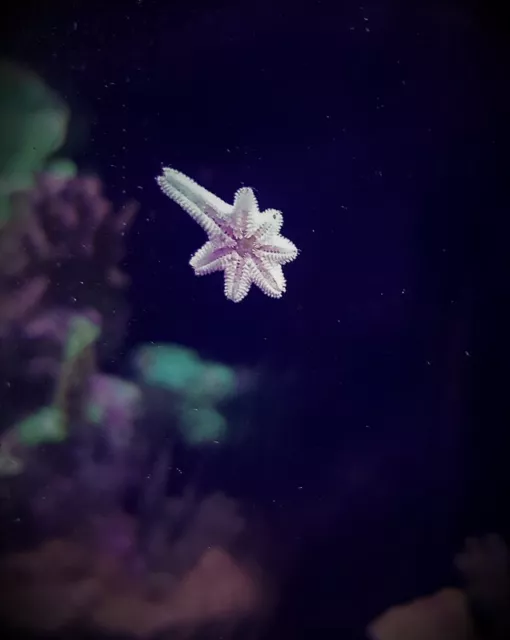 LIVE STARFISH + Snails Marine Coral CLEANUP CREW SALTWATER REEF Invertebrates
