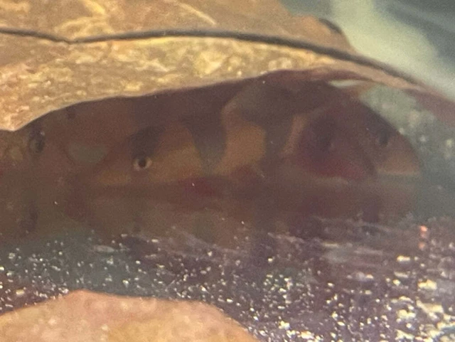 Clown Loach - Wild Caught - CLV Pet