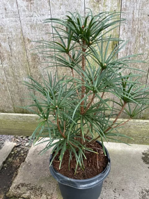 Umbrella Pine Tree | Sciadopitys verticillata | Compact Evergreen