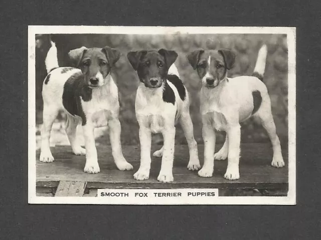 84 Yr Old Original Smooth Fox Terrier Puppies Vintage Photo Trade Ad Card Dogs