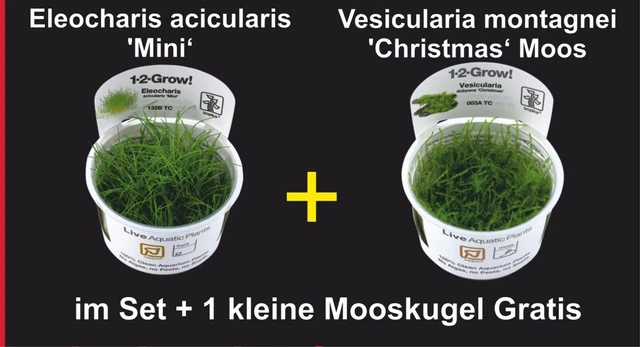 Wasserpflanzen Eleocharis acicularis 'Mini‘ +Vesicularia montagnei 'Christmas‘