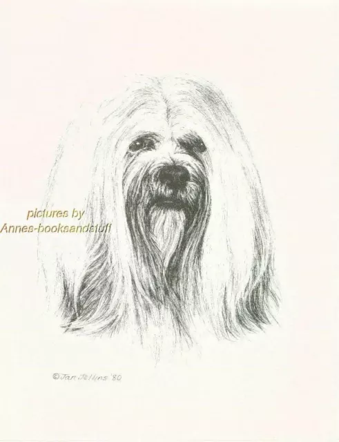 #257 LHASA APSO  portrait dog art print * Pen & ink drawing * Jan Jellins