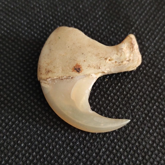 Moule De Support Pour Faisceau De Colonne En Béton - Forme Griffe Tigre - Neuf