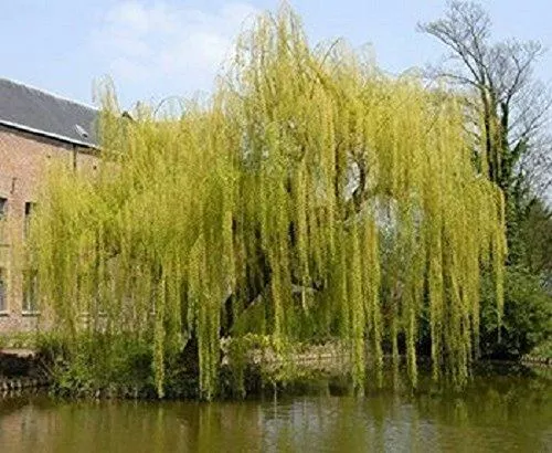 1X 5-6Ft Large Golden Weeping Willow Tree - Salix Chrysocoma - 7.5L Potted