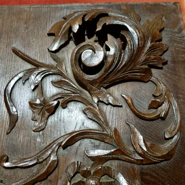 Griffin scroll leaf wood carving panel - Antique French architectural salvage