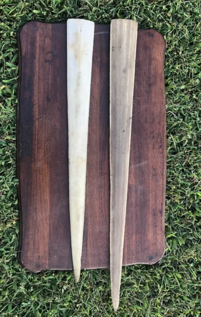 Pair of 2 Swordfish Bills Unpolished