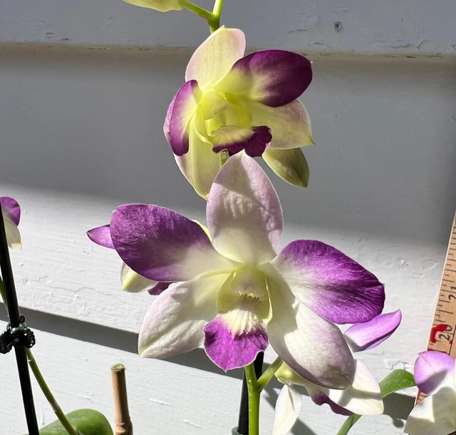 DENDROBIUM ARIDANG LIGHT Blue . Dendrobium Orchid Plant. Clearance Sale