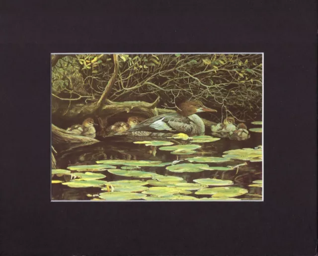 8X10" Matted Print Art Painting Picture, Robert Bateman: Mersanger Ducks Family