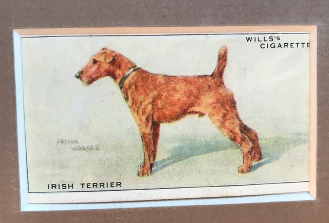 Matted Irish Terrier 1937 SERIES OF DOGS WILLS’s CIGARETTE CARD