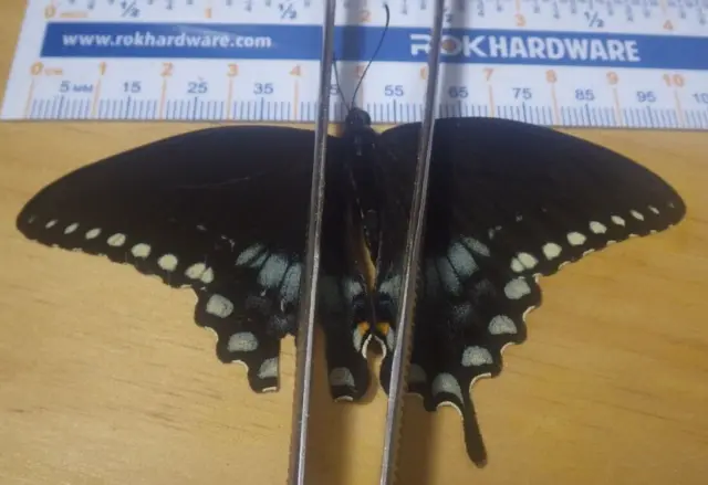 Spicebush Swallowtail Butterfly Papilio troilus Papiliondae Southeast Texas F210