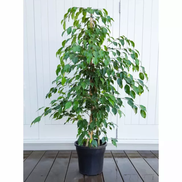 Bonsai Weeping Fig (Ficus Benjamina) 50  Seeds