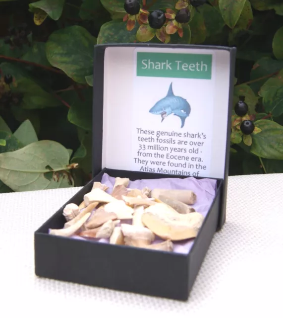 Genuine Shark Teeth Fossils 20g 40 Teeth Jurassic Dinosaurs in Presentation Box