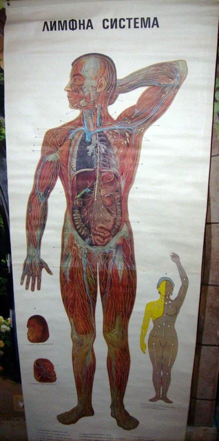 VINTAGE FULL BODY Lymphatic System Educational Pull Down Wall Chart ...