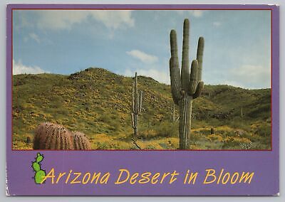 State View~Arizona~Desert in Bloom~Saguaro Cactus~Continental Postcard
