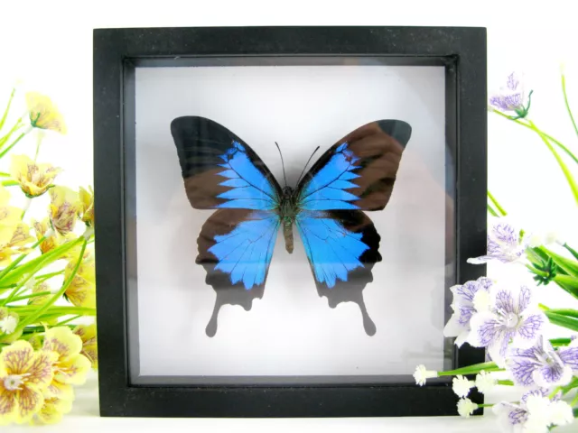 Blue Emperor - beau papillon réel, conservé dans la vitrine 3D - qualité musée