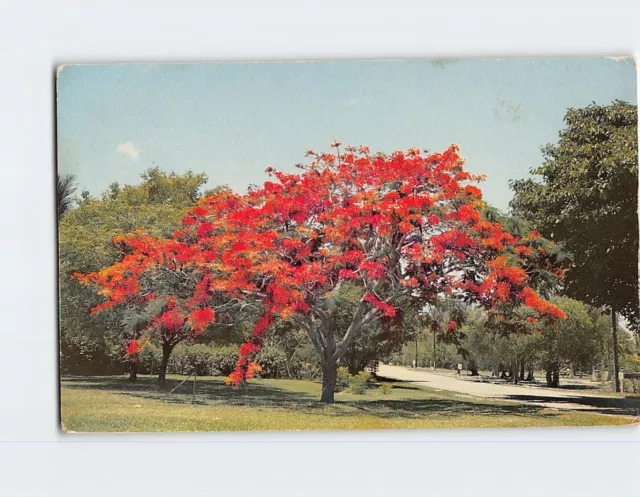 Postal Royal Poinciana (Delonix Regia)