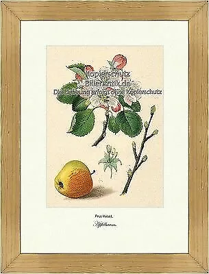 Apfelbaum Pirus Malus Kernobstgewächse Maloideae Rosales Vilmorin A4 312