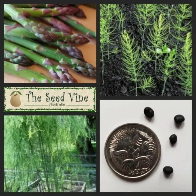 20+ ASPARAGUS MARY WASHINGTON SEED ORGANIC (Asparagus officinalis)Heirloom NONGM