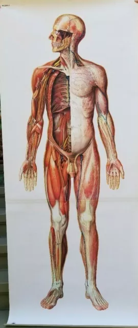 Vintage Anatomical Life Size Poster Nervous Front Deutsches Hygiene Museum