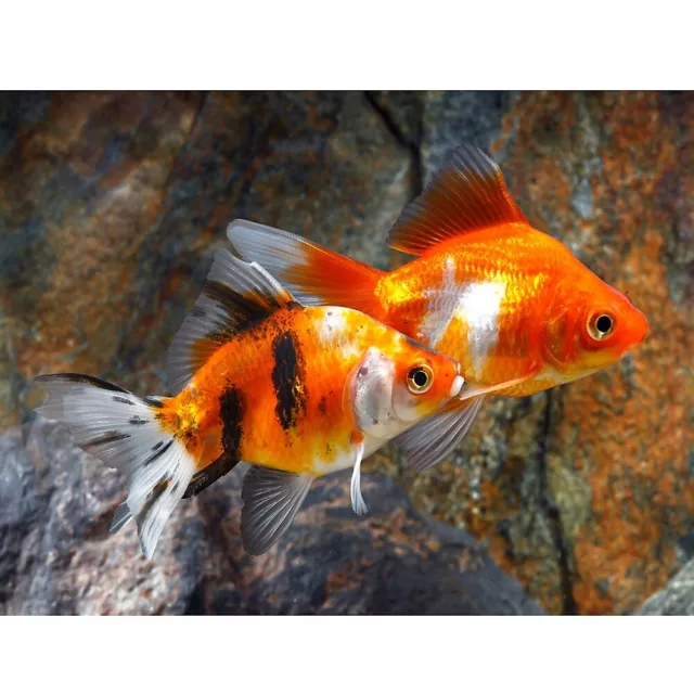 Ryukin Goldfish Live Freshwater Aquarium Fish Tank
