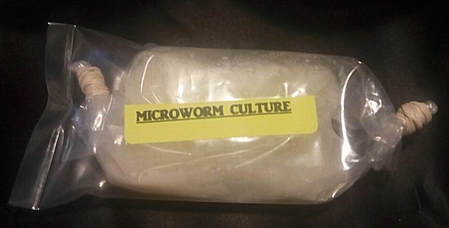 4 OZ LIVE MICROWORM CULTURE Panagrellus redivivus Fry Food Guppy Betta Barb B2G1 2