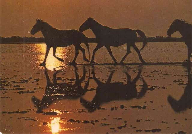 "Horses at sunset, Camargue" Modern French artistic  photo postcard