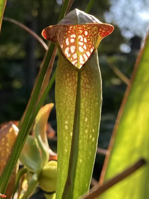 Graines De Sarracenia Minor var minor X Juthatip Soper