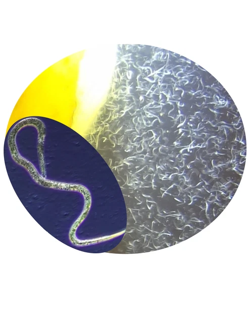 1 oz VINEGAR EELS  LIVE STARTER CULTURE  Food Betta Guppy Nano Fish Small fish