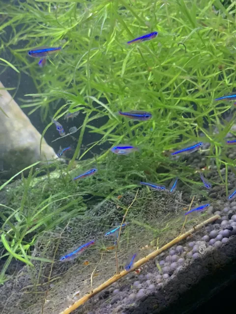 10 Green Neon Tetras!!! - Very Vibrant And Blue!!!! 2 Day Shipping!!
