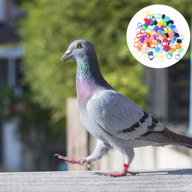 Tutori per caviglia - Ortopedie Baldinelli