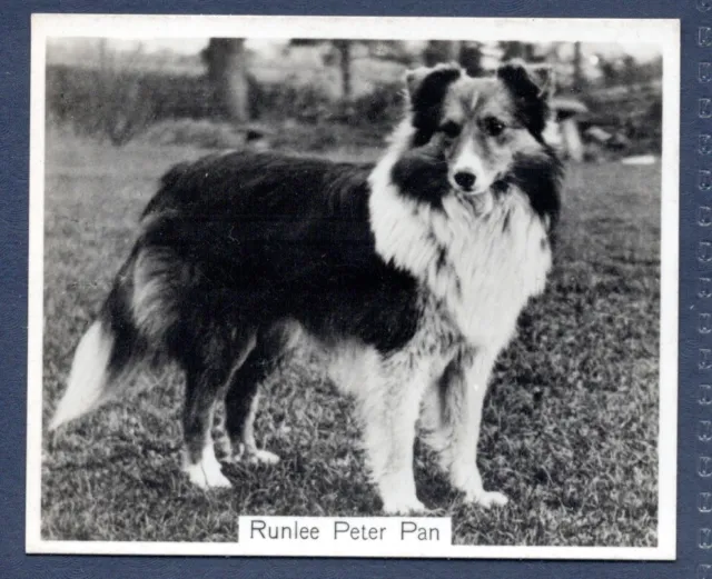 SHETLAND SHEEP DOG - Original CHAMPION DOGS 1930's Photographic Cigarette Card