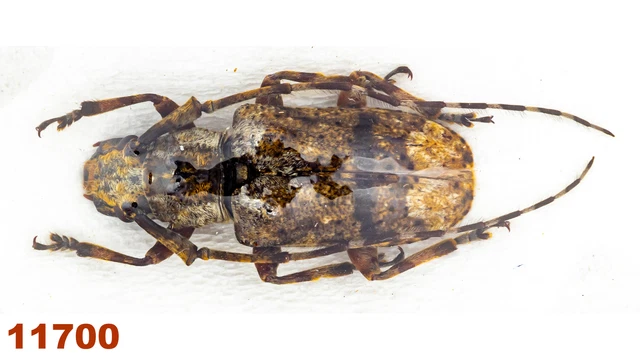 Cerambycidae: Lamiinae sp.   A-, 17 mm, 1 pc