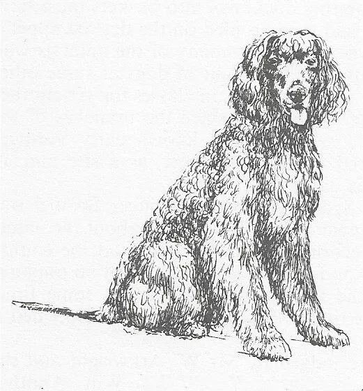 Irish Water Spaniel #2 - CUSTOM MATTED - 1963 Vintage Dog Art Print 0507 CLD