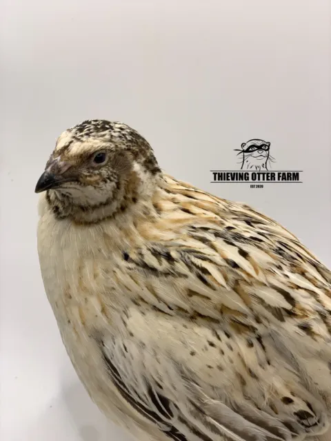 20 Assorted Coturnix Quail Hatching Eggs. Rare and Project Colors Included. NPIP 2