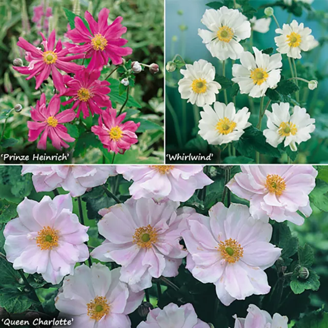 Hardy Japanese Anemone Perennial Plant Collection 3 Colours in 9cm Pots