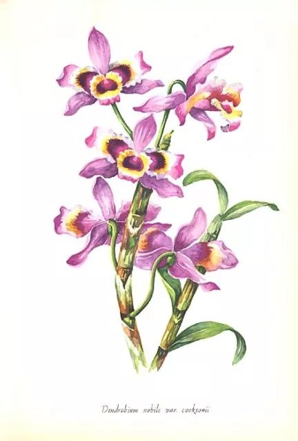 NOBLE DENDROBIUM NOBILE ORCHID FLOWER 1958 Botanical Floral Greenhouse Art Print