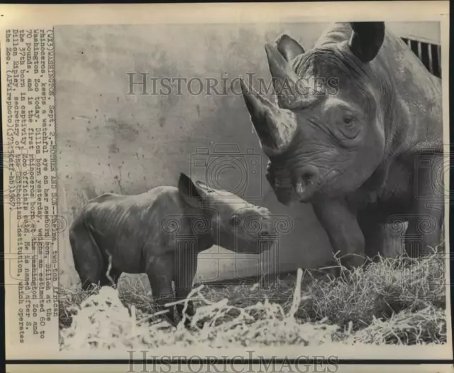 1967 Press Photo Thelma the African rhino with son Dillon at the Washington Zoo