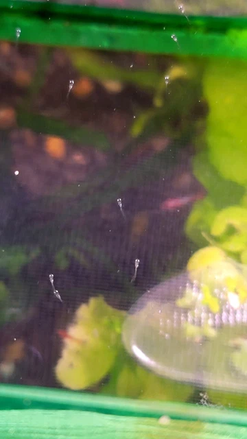 Medaka Rice Fish +6 fry / juvenile rice fish, medaka, killifish 