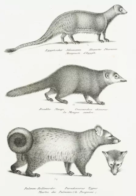 K. BRODTMANN (*1787), Dunkelkusimanse und Musang, Lithographie Romantik