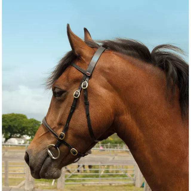 Windsor Leather In Hand Bridle, Showing, Havana, Cob Size