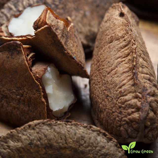 BRAZIL NUT 2 SEEDS BERTHOLLETIA EXCELSA Brazilian Nut + GIFT 5 seeds