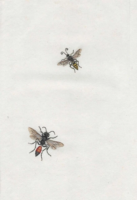 19th century Antique Insect Engraving
