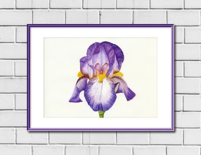 Lila bärtige Iris botanischer Druck aus einem Original Aquarellgemälde 2