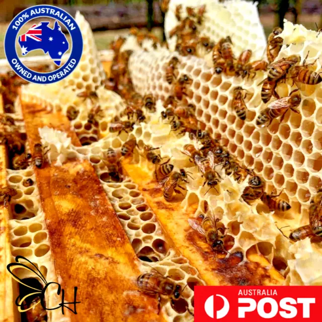 100% Australian Beeswax Organic Premium Bees Wax Cosmetic Food Highest Quality