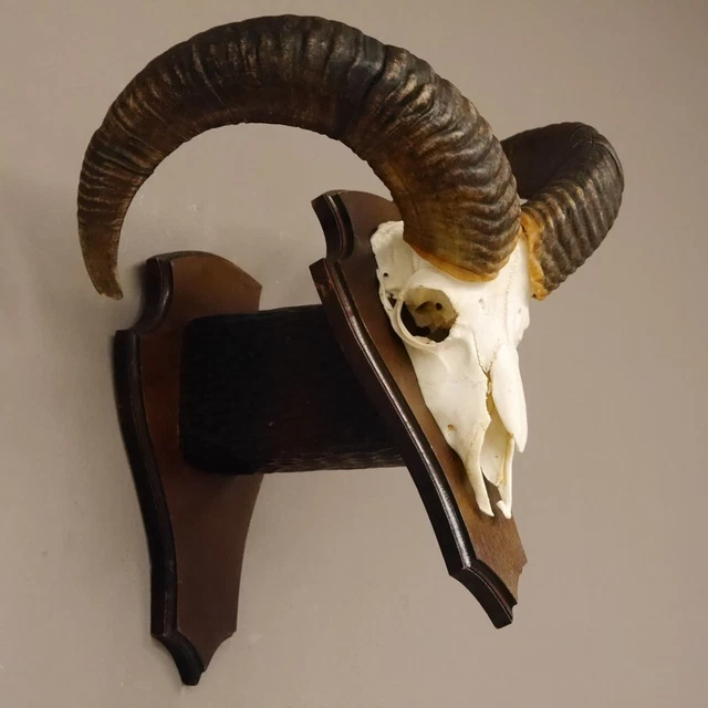 Mufflon Aries Cornamenta Trofeo de Calavera Cráneo Hl 51 CM En Escudo