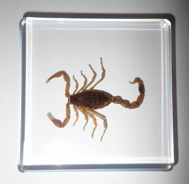 Golden Scorpion Specimen in 75 mm Clear Square Resin Slide Teaching Aid SL75