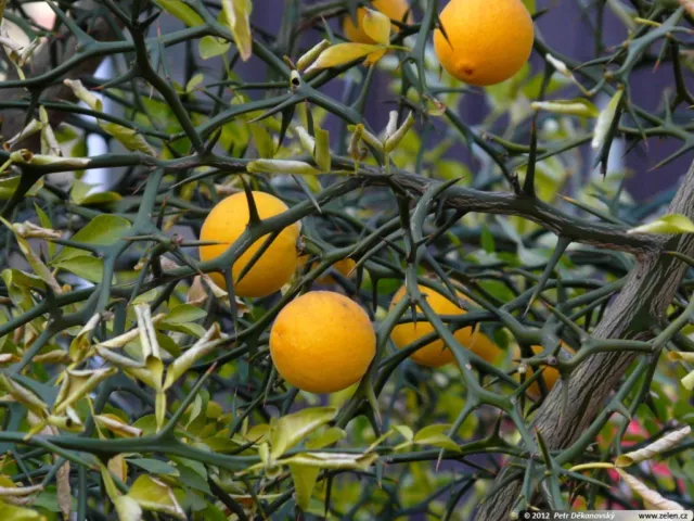 Poncirus Trifoliata - Hardy Trifoliate Orange Tree (15 Seeds)