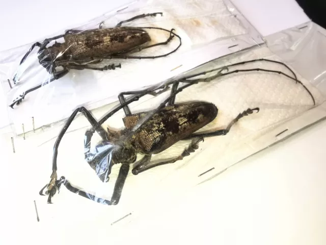 Cerambycidae Batocera gerstaeckeri A1 PAIR 72mm+ from PELENG - #0369L 2