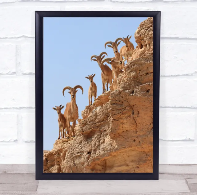 Animal Arava Desert Israel Mountain Goat Goats Cliff Cliffs Rock Wall Art Print