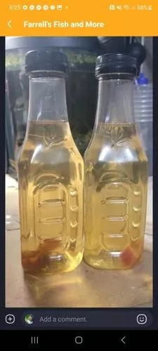 Mature Vinegar Eel Culture Live Fish Food